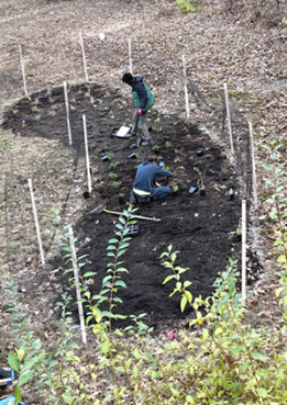 MD Septic Garden